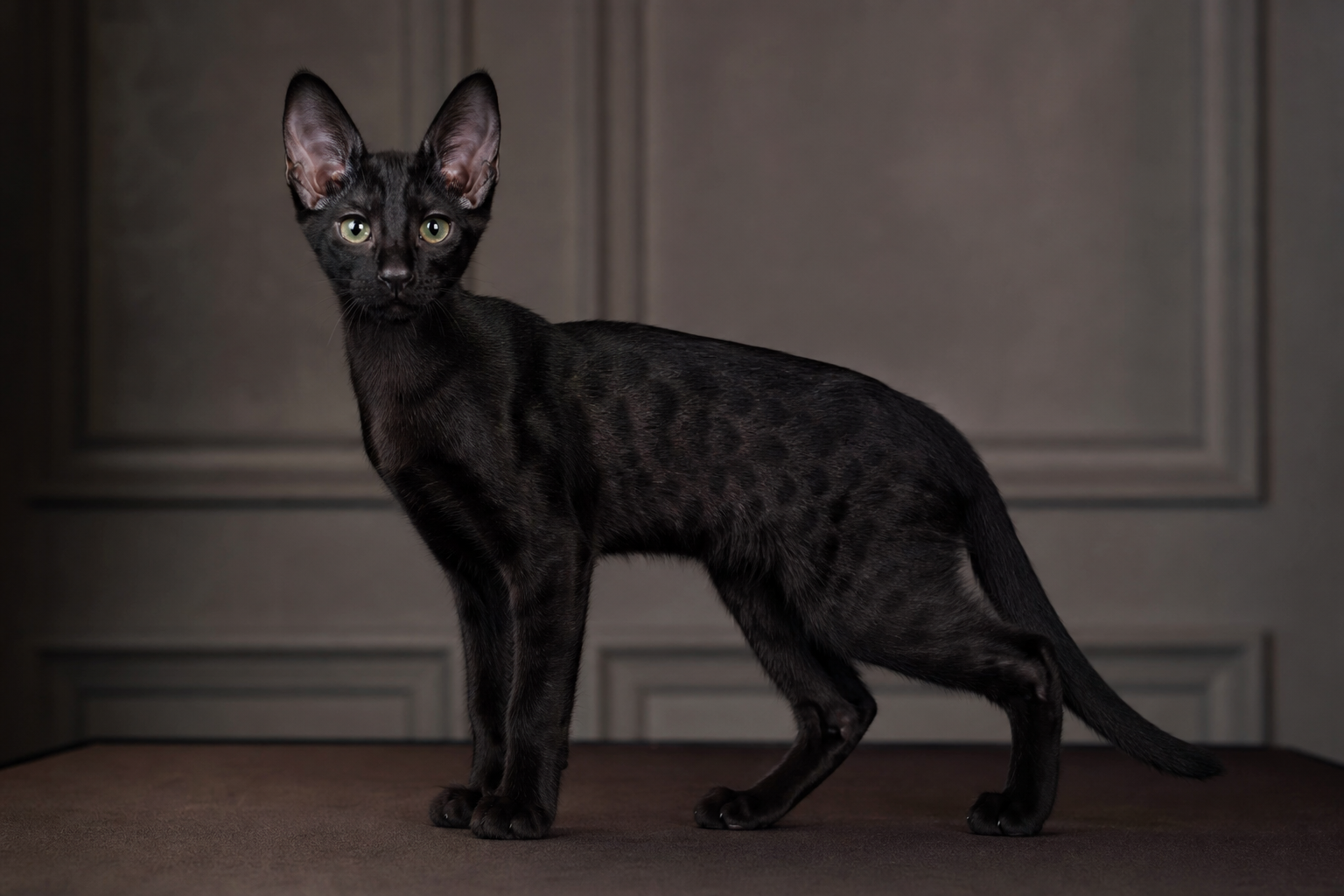 Black Savannah kitten with ghost spotting