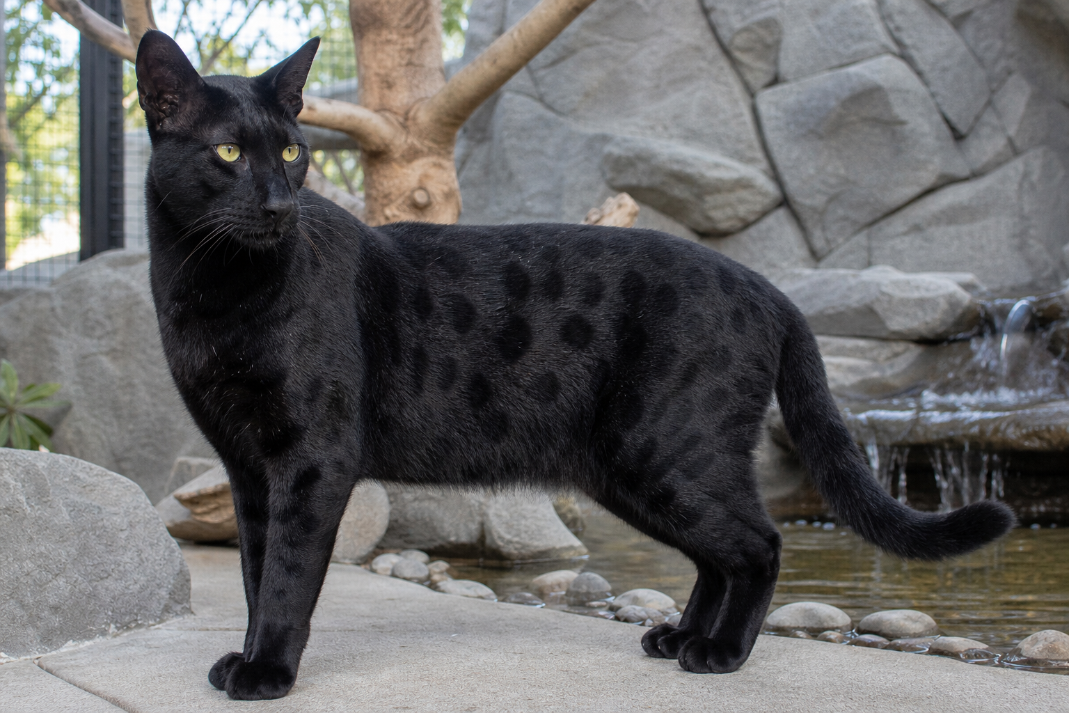 Full grown black Savannah cat in a secure enclosure