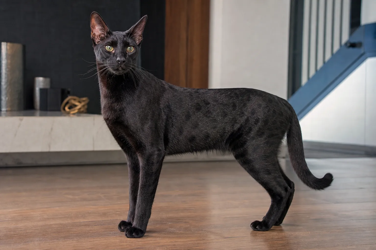 Black Savannah cat in luxury setting