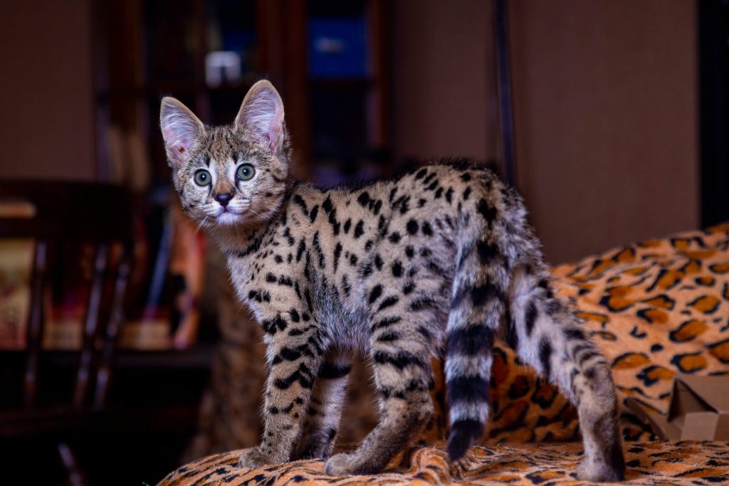 F1 Savannah cat with bold spotted coat standing indoors