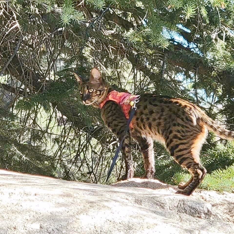 Savannah cat on a leash outdoors
