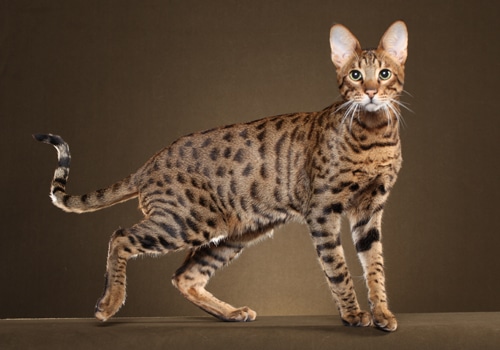 Adult F1 Savannah cat with large ears and spotted coat