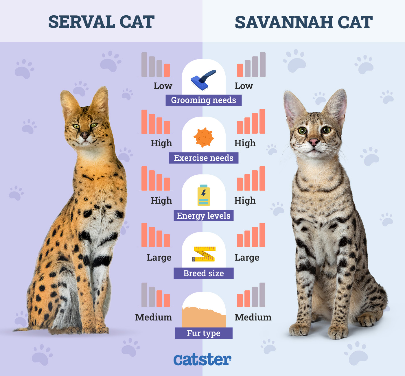 Savannah cat and serval comparison photo