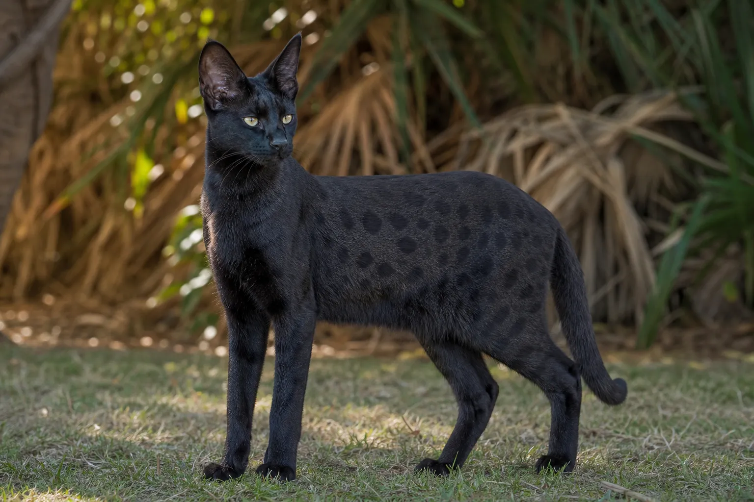 Melanistic black Savannah cat with ghost spotting