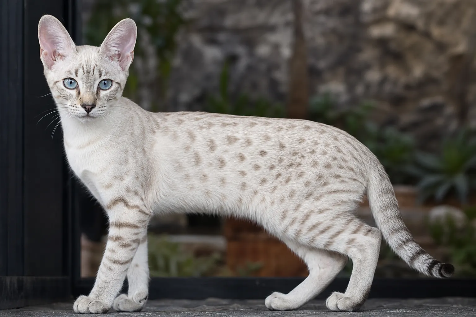 Pale snow-colored Savannah cat with blue eyes