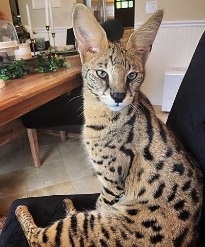 Adult F1 Savannah cat with large ears and spotted coat