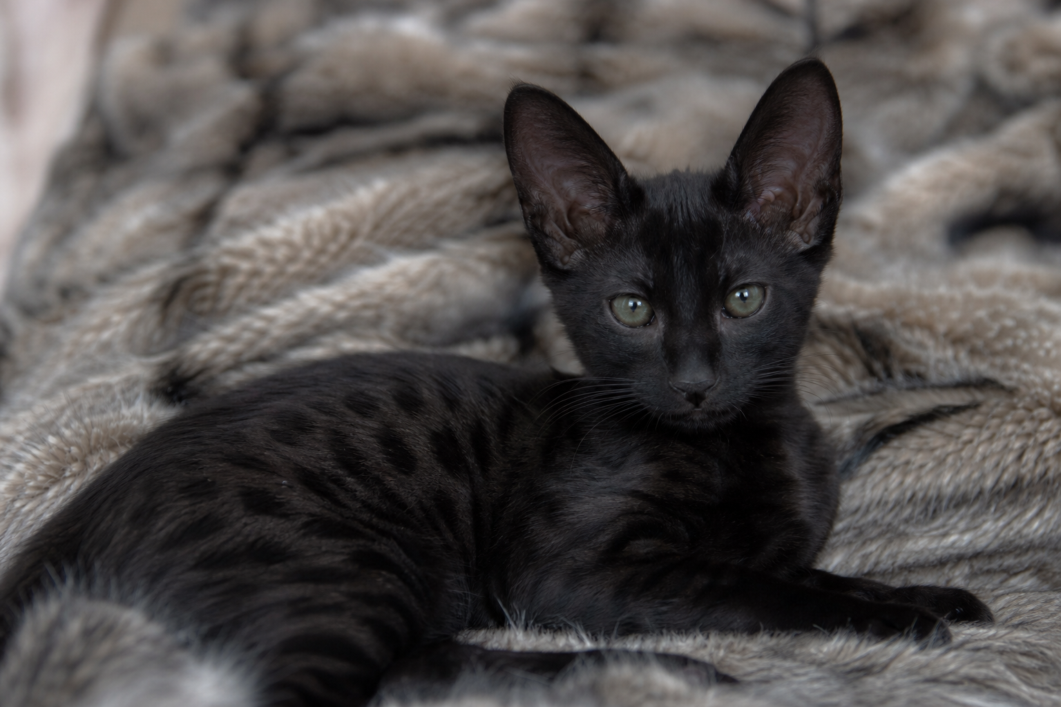 Close-up of melanistic Savannah kitten