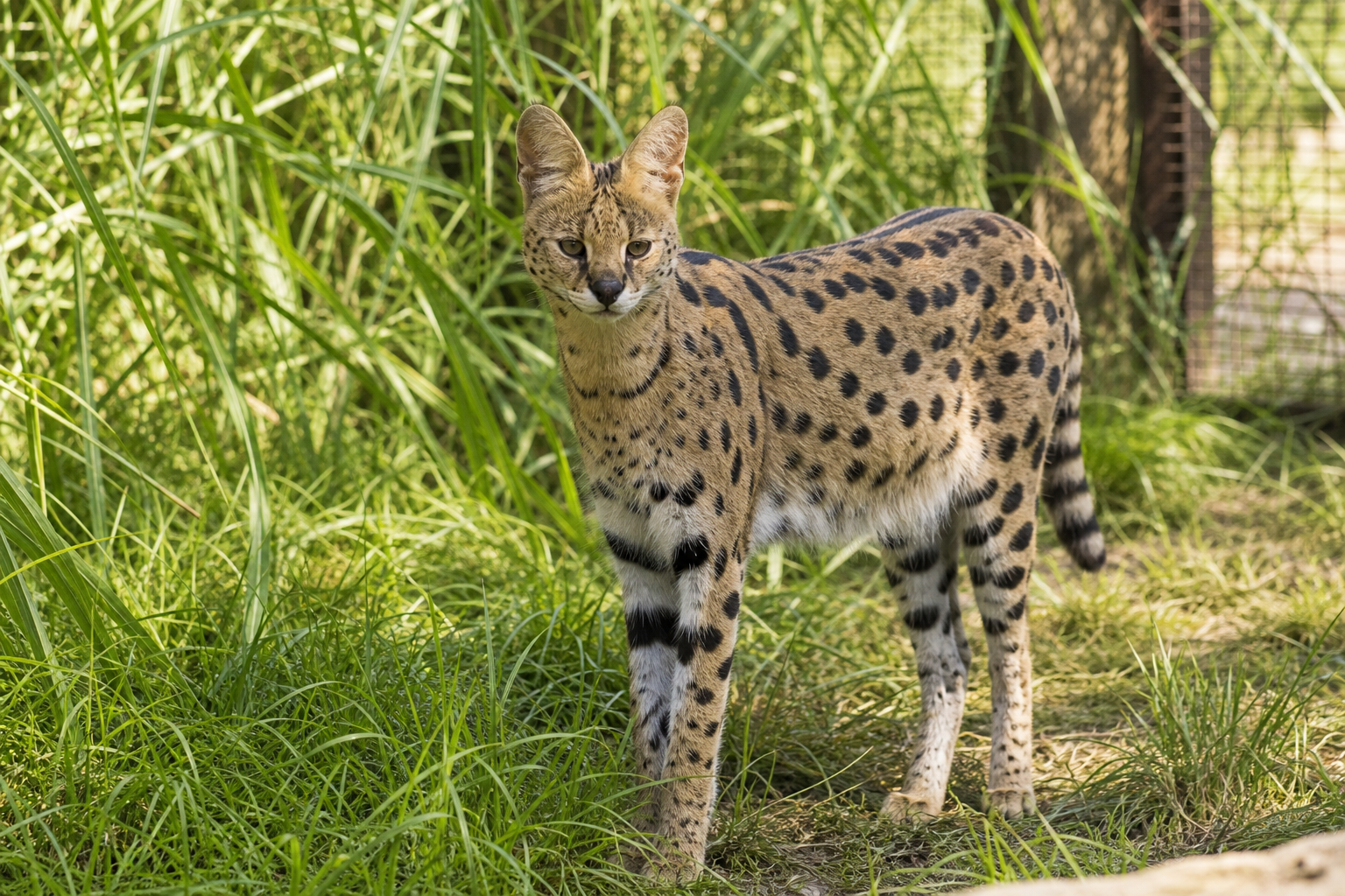Photorealistic serval cat standing in a secure naturalistic outdoor enclosure