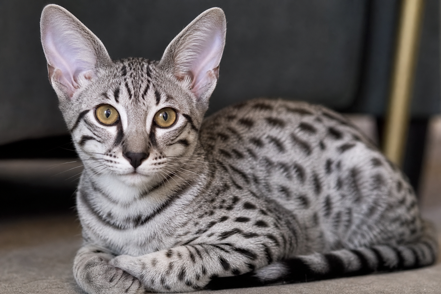 Close-up of a silver Savannah kitten with charcoal markings