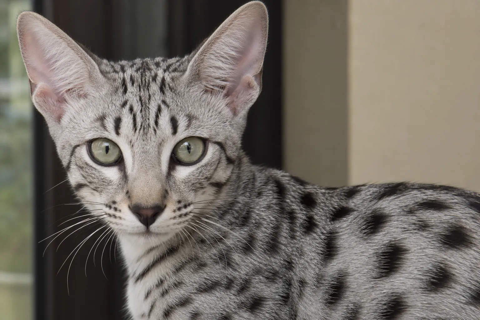 Close-up of silver Savannah kitten with cool gray coat and black spotting